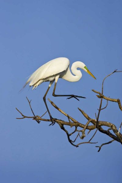 TX, High Island Great egret in breeding plumage
